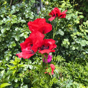 papaver