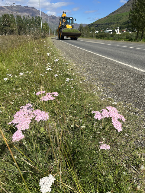 IMG-6567