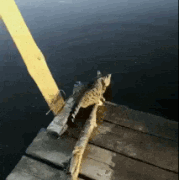 7-9-7867-5.gif