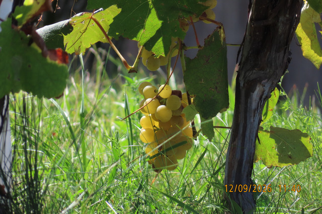 IMG 3449.jpg
