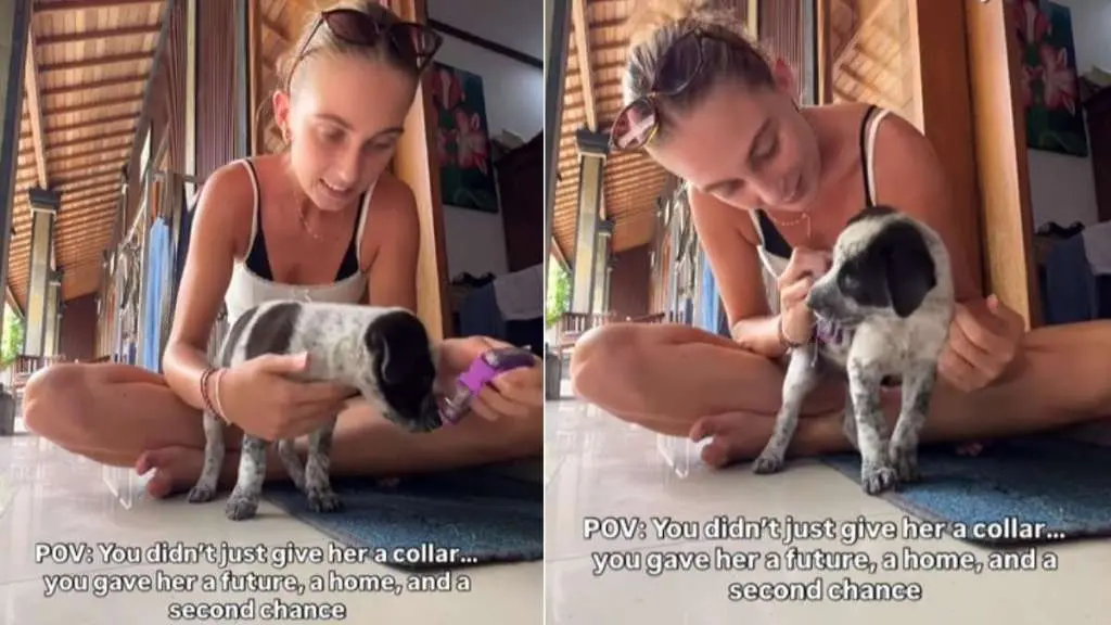 A Tiny Collar, A Second Chance
