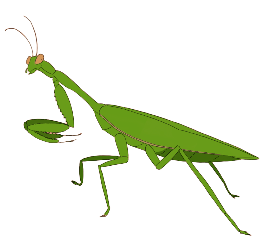 green mantis