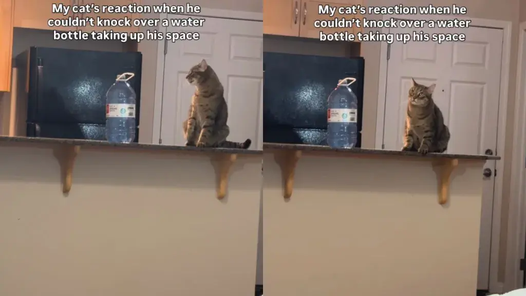 Cat's 'Defeated' Expression Sparks Laughter Online