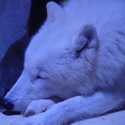 DSC09985