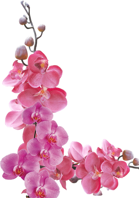 pngwing com (19).png