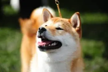 Protecting Your Shiba Inu From Fleas and Ticks