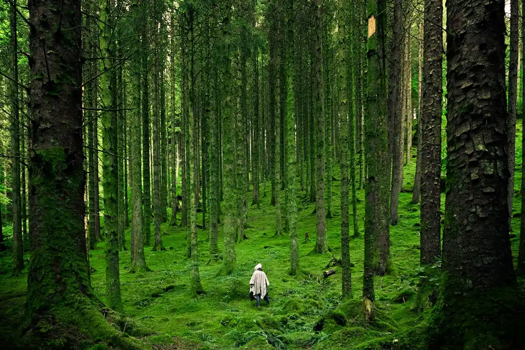 Man Uncovers 80-Year-Old Dog's Grave in Forest