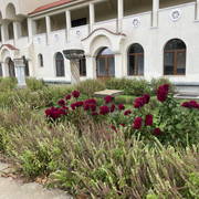 IMG 0339
