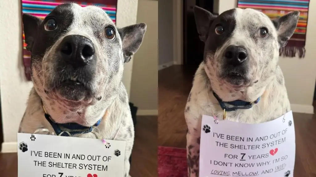 Senior Shelter Dog Missio Still Awaits Forever Home After Seven Years