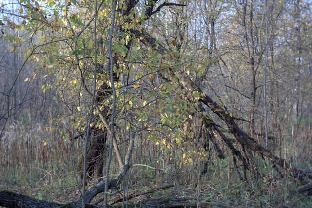 DSC7462-result.jpg
