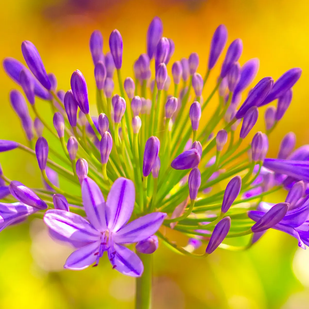 Florile violete transformă grădina într-un spectacol vibrant