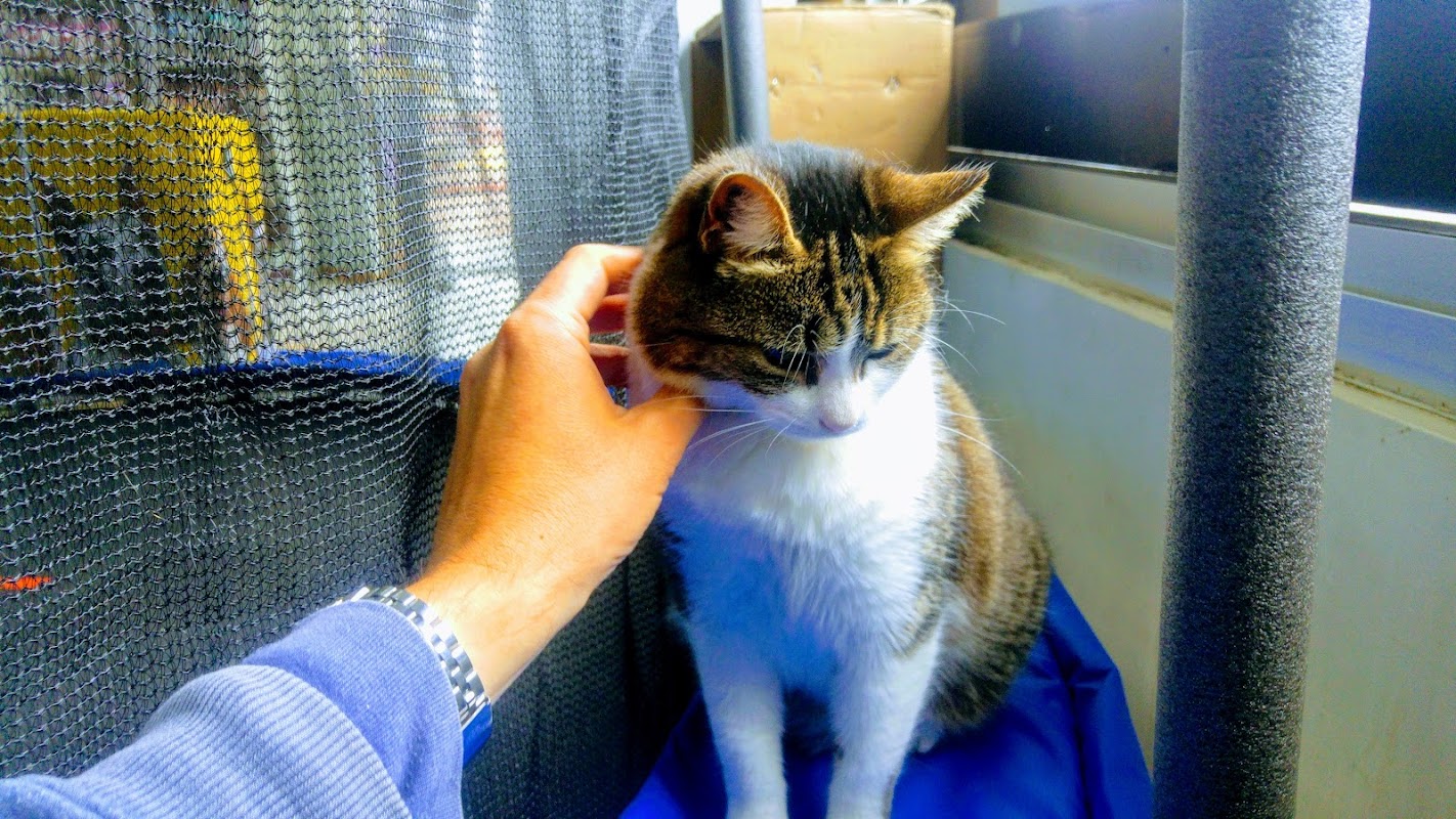 Veterinaria El Molino