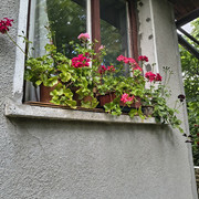 pelargonium4