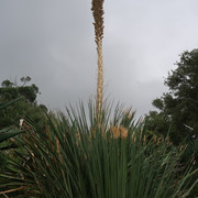 Parque e Palácio de Monserrate (33)