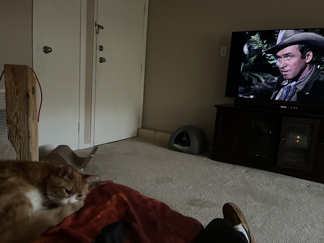 Tired Chico.jpg
