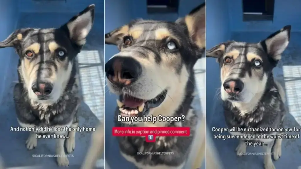 Dog Surrendered for Barking Faces Urgent Deadline at Shelter