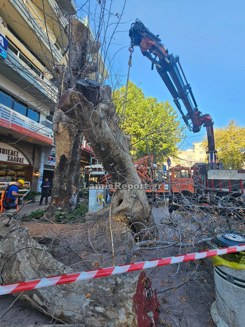 Δεντρο πλατεια Λαου011.jpg