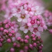 DSC07405 копия