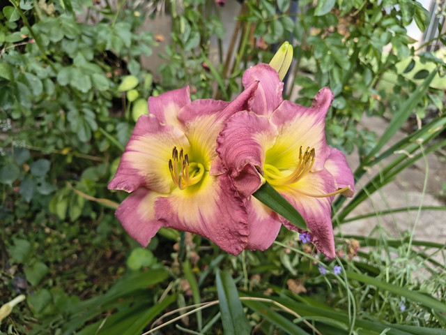 hemerocallis.jpg