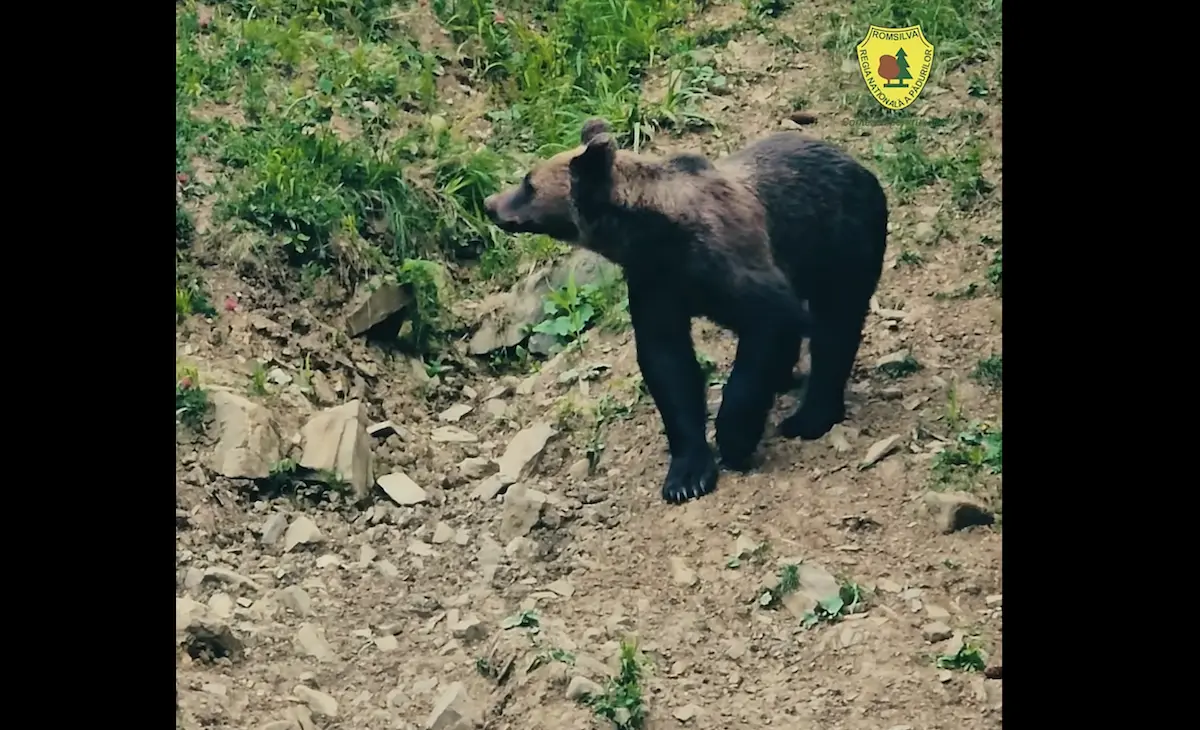 O întâlnire rare cu urs și porc sălbatic înregistrată prin cameră