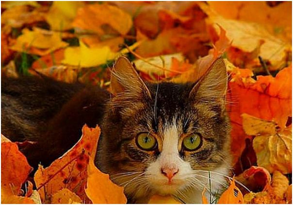 autumn kitteh