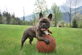 Essential Items for New French Bulldog Puppy Owners