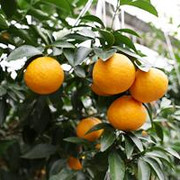 서귀포시, 2025년산 노지감귤 가격 호조세 앞장