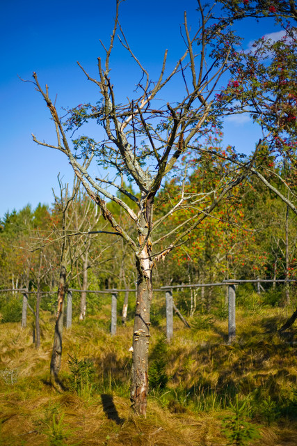 IMG-8653