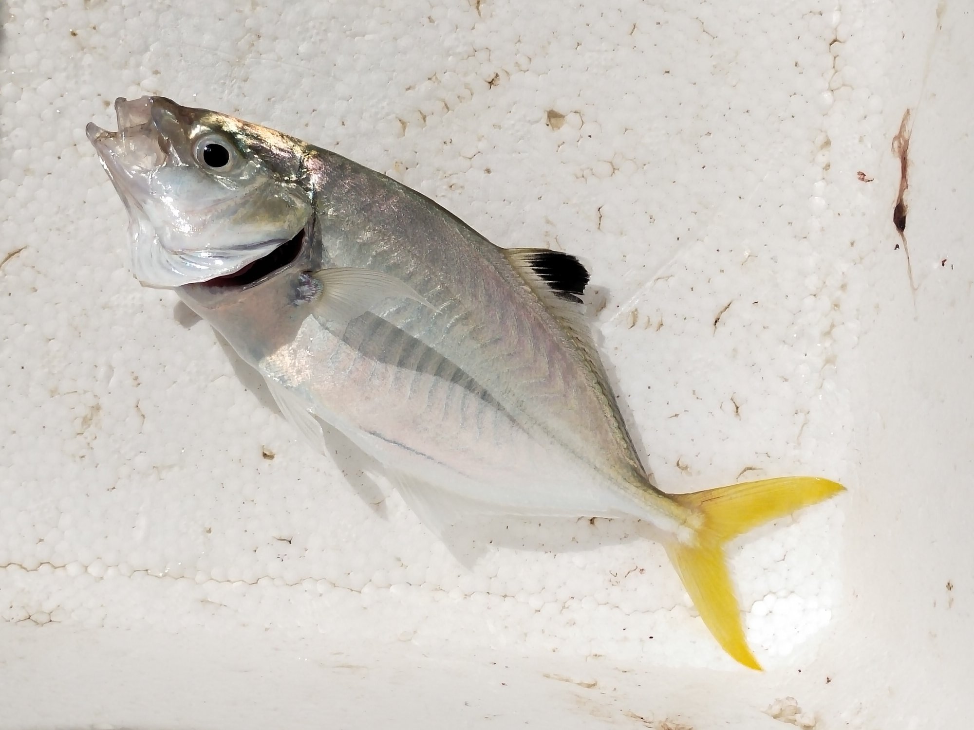 Fish2.jpg