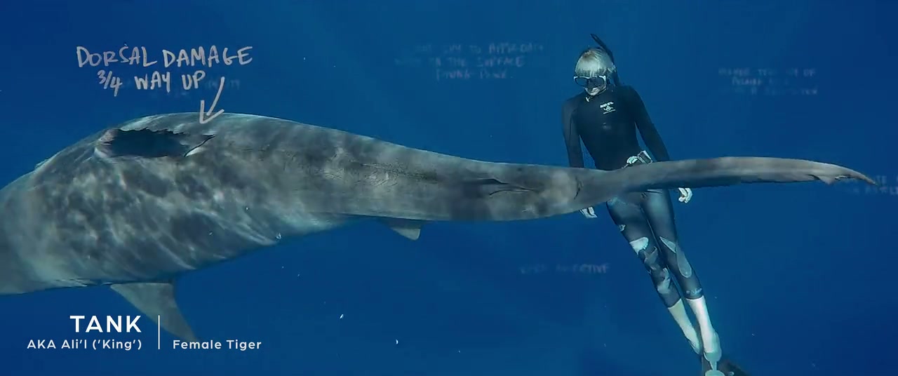 Shark Whisperer Screenshot
