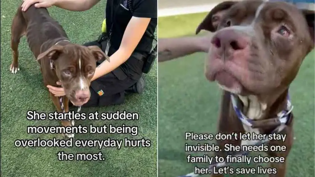 A Shelter Dog's Silent Plea for a Home