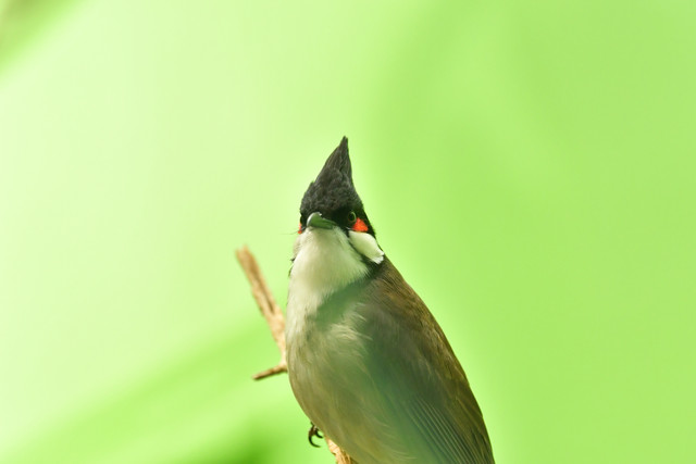 Red-whiskered bulbul at Copenhagen Zoo
