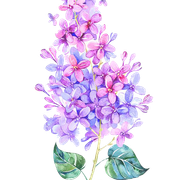 pngegg (25).png