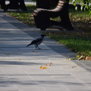 DSC 0810