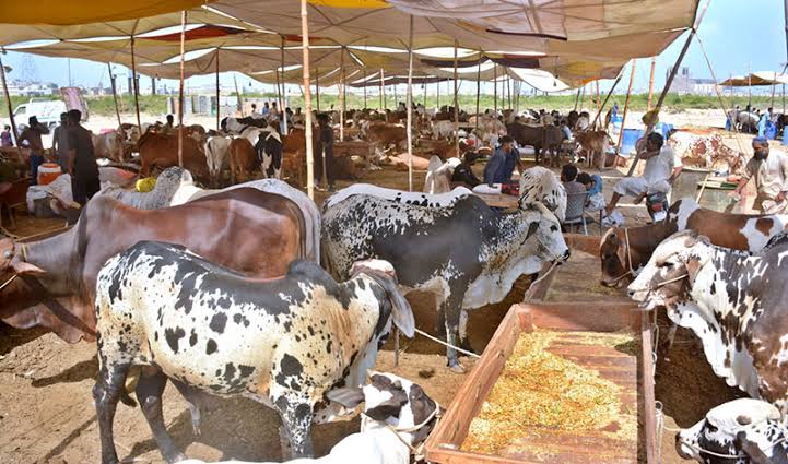 Cattle grazing