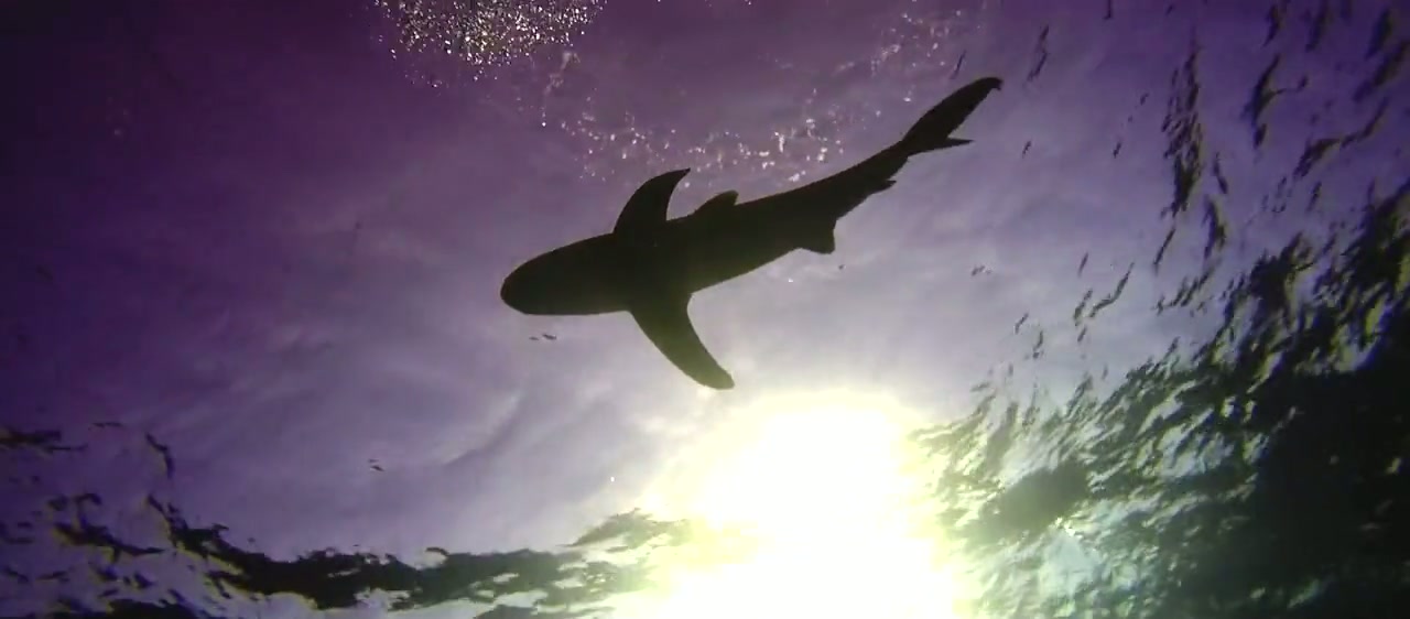 Apex Predators Screenshot