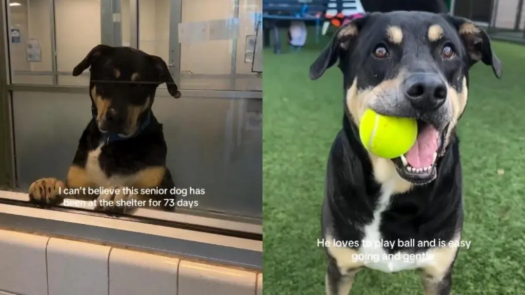 Lonely Shelter Dog Waits for a Home