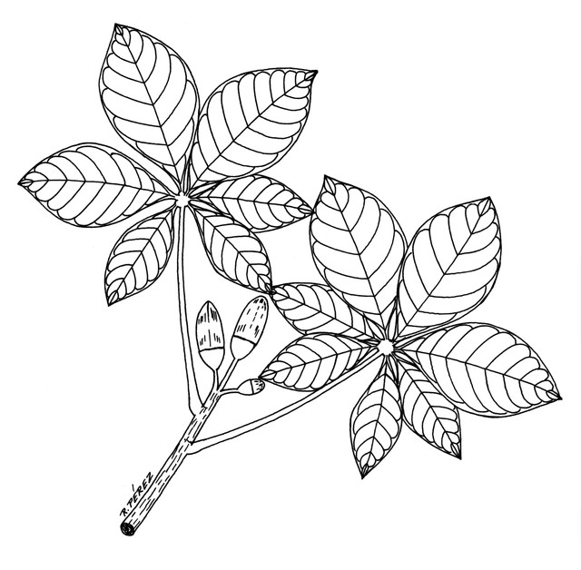drawn leaf flower leaf 8