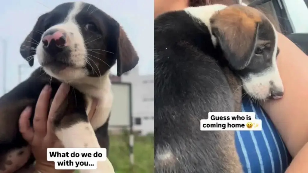 Stray Puppy Finds Forever Home After Street Encounter