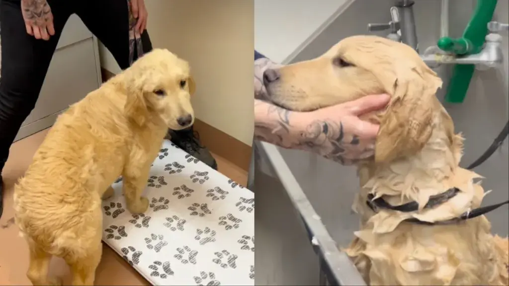Puppy's Joyful Reaction to Kindness After Abandonment