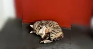 Woman's Kindness Sparks Feline Frenzy