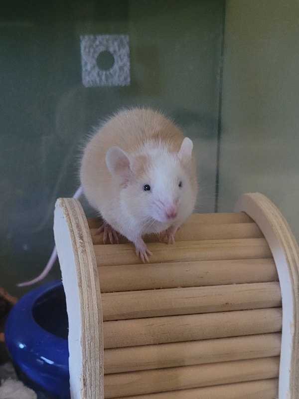 ginger