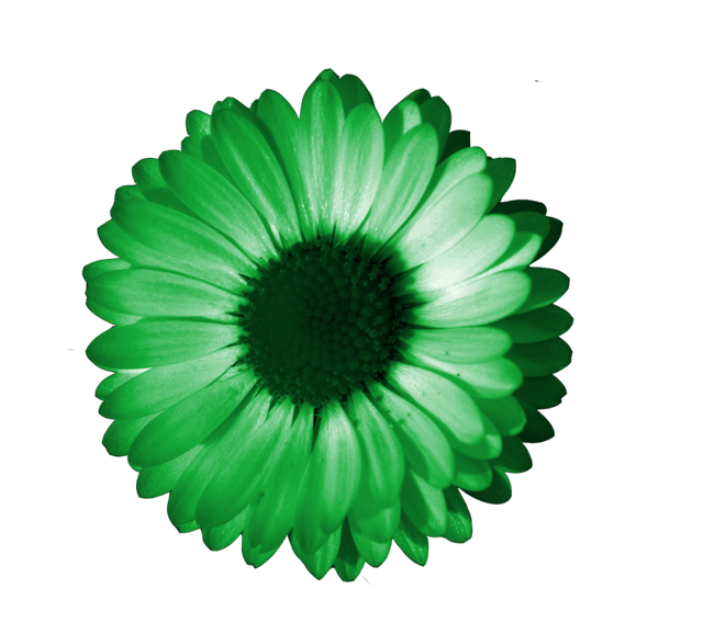 fleur16