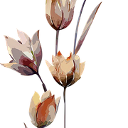 3d925db10a53270b3adda7b033f9e650 (1)