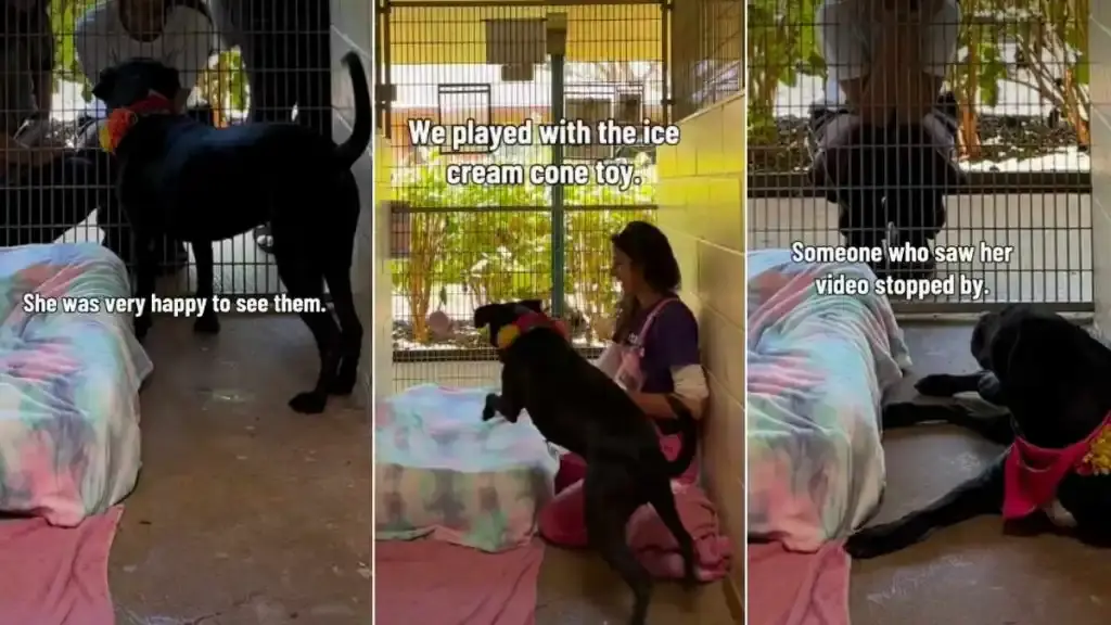 Shelter Dog Nina Finds Hope After Stranger’s Video Sparks Family Visit