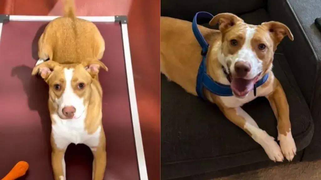 Shelter Dog's Joyful Dash Leads to Forever Home