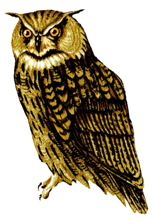 [Image: Owl.jpg]