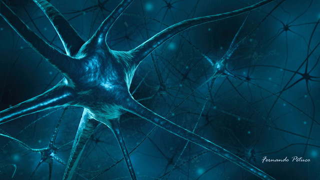neurons-nagy