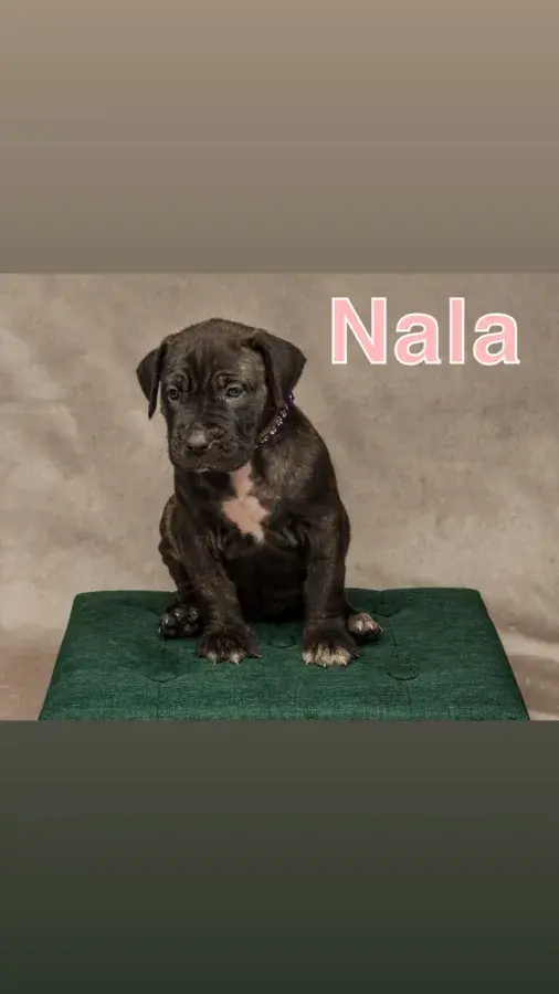 Adorable Presa Canario Puppy Seeks Forever Home