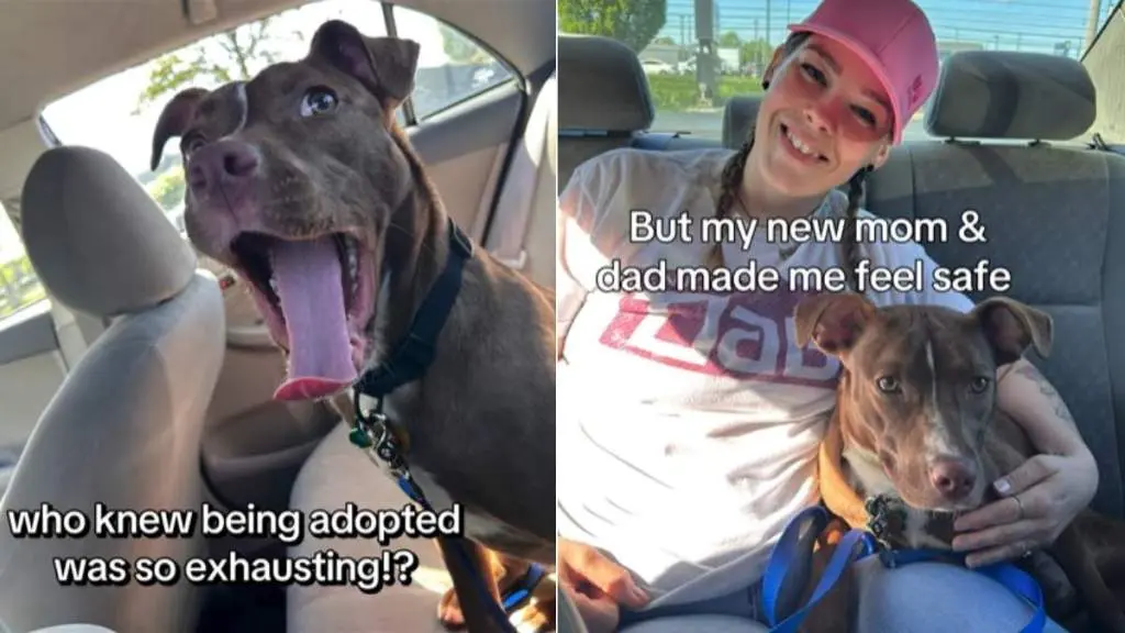 Rescue Dog Finds Confidence With New Family